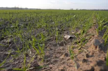 pszenica z późnego terminu