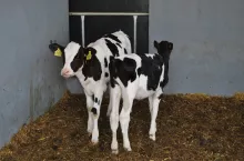 Poziom produkcji mleka w pierwszej i kolejnych laktacjach „programowany” jest m.in.przez tempo wzrostu cieliczek od urodzenia do odsadzenia. Oznacza to, że pierwsze 50–60 dni jest ważniejsze dla przyszłej wydajności mlecznej niż genetyka