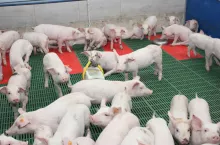 Po odsadzeniu wskazane jest stosowanie mat w miejscach legowiskowych dla prosiąt