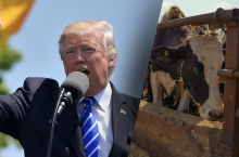 Proponowane przez Trumpa plany masowych deportacji wzbudziły obawy wśród hodowców bydła mlecznego dotyczące niedoborów siły roboczej.