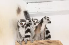 Na zdjęciu Julian i Judi oraz ich synek, który urodził się już na terenie powiatu garwolińskiego.