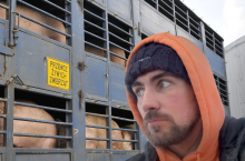 Rolnik Nieprofesjonalny alarmuje: panika wśród hodowców zwierząt