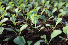 Uprawa warzyw pod osłonami - wczesne warzywa w Igołomi