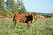 Rolnik trzyma bydło na całorocznym pastwisku. Czy musi stawiać płytę obornikową?