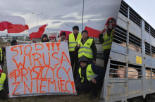Polscy rolnicy uważają, że do czasu wyjaśnienia całej sytuacji mają prawo się bronić i żądać zamknięcia granic, tak jak to robią inne kraje, jak chociażby Wielka Brytania. Korea Południowa zakazała importu wieprzowiny z Niemiec ze skutkiem natychmiastowym, a co więcej, chce także uważnie monitorować rozwój sytuacji w sąsiednich krajach, takich jak Polska. Nawet Ukraina wstrzymała import mleka i mięsa z Niemiec w związku z epidemią pryszczycy.