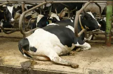 Według niektórych badań spadek produkcji mleka w stadzie zakażonym IBR może wynieść nawet 200 kg mleka na krowę.