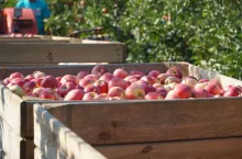 gospodarstwo sadownicze