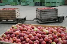 opłacalnosc produkcji jablek