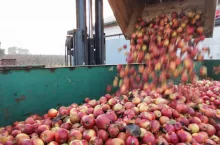 jabłka przemysłowe