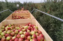 zbiory jabłek