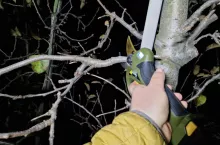 ile kosztuje obcięcie hektara sadu