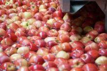 grupa producentów owoców