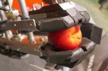 robot jabłka