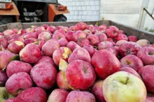 jabłka przemysłowe