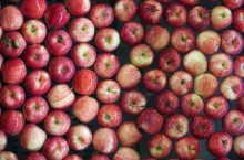 jablka sprzedzaz