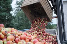 jabłka przemysłowe