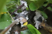 bawełnica korówka zwalczanie po zbiorach