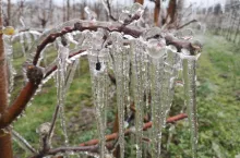 przymrozki 2024 wnioski