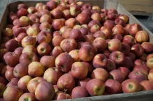 jablka deserowe na ukrainie