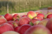 zbiory jabłek - ceny szampiona