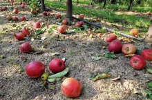 jabłka przemysłowe