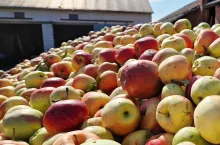 jabłka przemysłowe