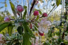 pomoc po przymrozkach termin skladania wnioskow