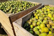 gruszki przemysłowe