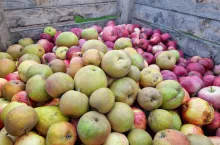 jabłka przemysłowe