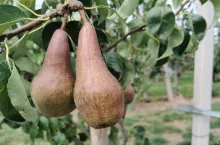 czerwona konferencja