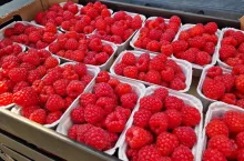 maliny