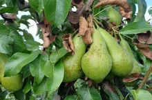 grusze zaschniete liscie