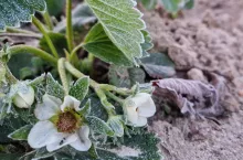 przymrozek truskawki