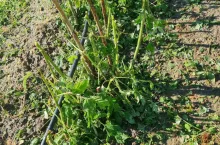 grad na plantacjach malin