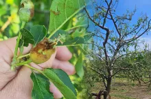 uszkodzenia gradowe