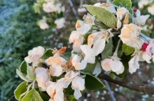 przymrozek 26 kwietnia