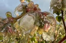 przymrozki na plantacjach borówek