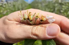 zniszczone kwiaty po przymrozkach