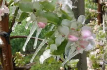 przymrozki w sadach 2024