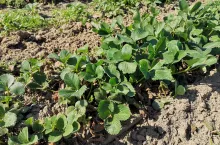 kondycja plantacji truskawek