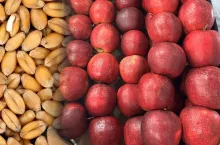 embargo na zboża z Rosji i białorusi