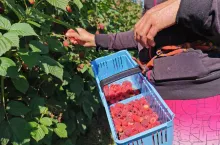 maliny jakie ceny w serbii