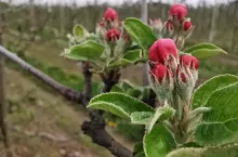 kwieciak jabłkowiec