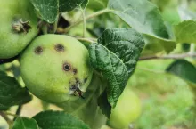 kaptan zezwolenie na stosowanie