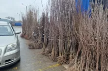 jakich drzewek poszukują dziś sadownicy