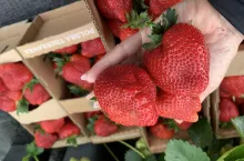 Konferencje ”Praktycznie o Truskawkach… i nie tylko”