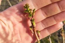 start wegetacji przymrozki