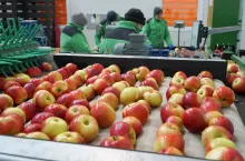 eksport jabłek z polski 2023