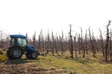 próba kradzieży w gospodarstwie sadowniczym