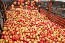 ceny jabłek przemysłowych 12.02.2024